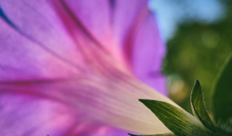 生肖|9月份期间，缘分与桃花始终不渝，从此相守到白头的4大生肖！