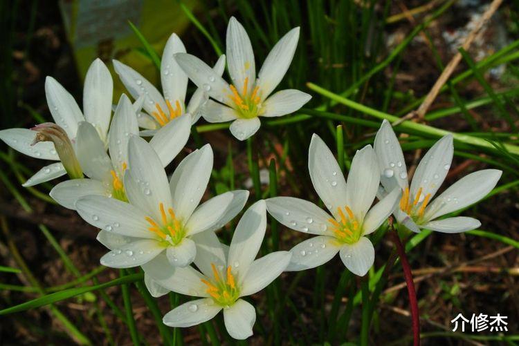 生肖|9月红鸾星动，接二连三撞桃花，喜获好姻缘，注定要脱单的4大生肖