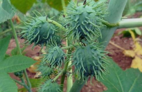 |盘点世界十大剧毒植物排行榜