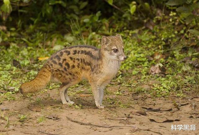 『科学家』交配时间最长的生物是什么？想不到的是，它们一生都在交配！