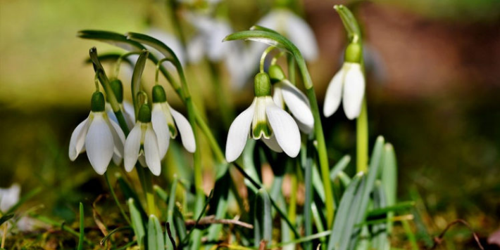 生肖|预计一周内，缘分与桃花万众瞩目，爱情有新一步进展的四大生肖