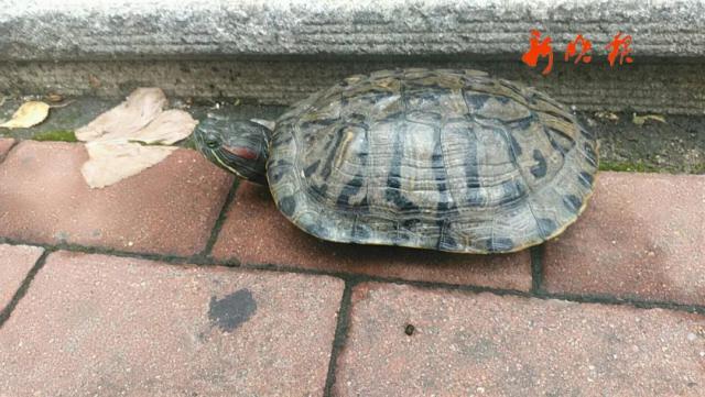 半岛晨报|河里捞出一“外来入侵物种”，20cm长！专家：极其凶狠