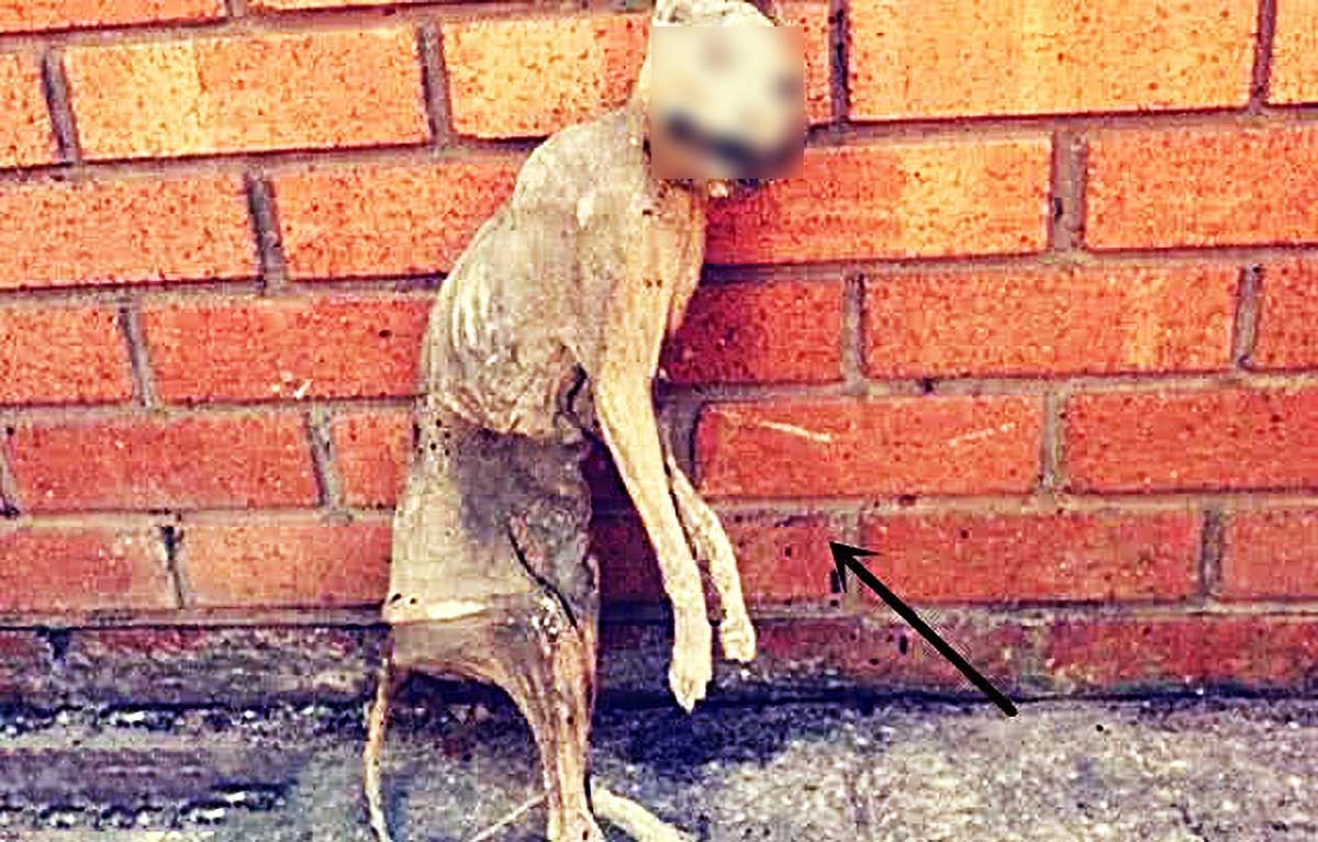 流浪猫突然不辞而别，让男子很自责，20年后得知实情时，当场泪崩