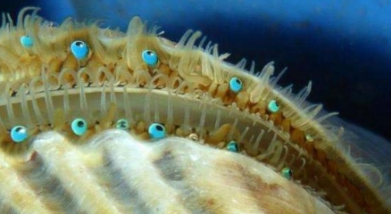|和这3种生物相比，人类视力太逊色了，这种生物有200多只眼睛
