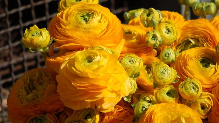 生肖|苦日子不见！8月好运开挂，4生肖钱财翻倍涨，金玉满堂彩！