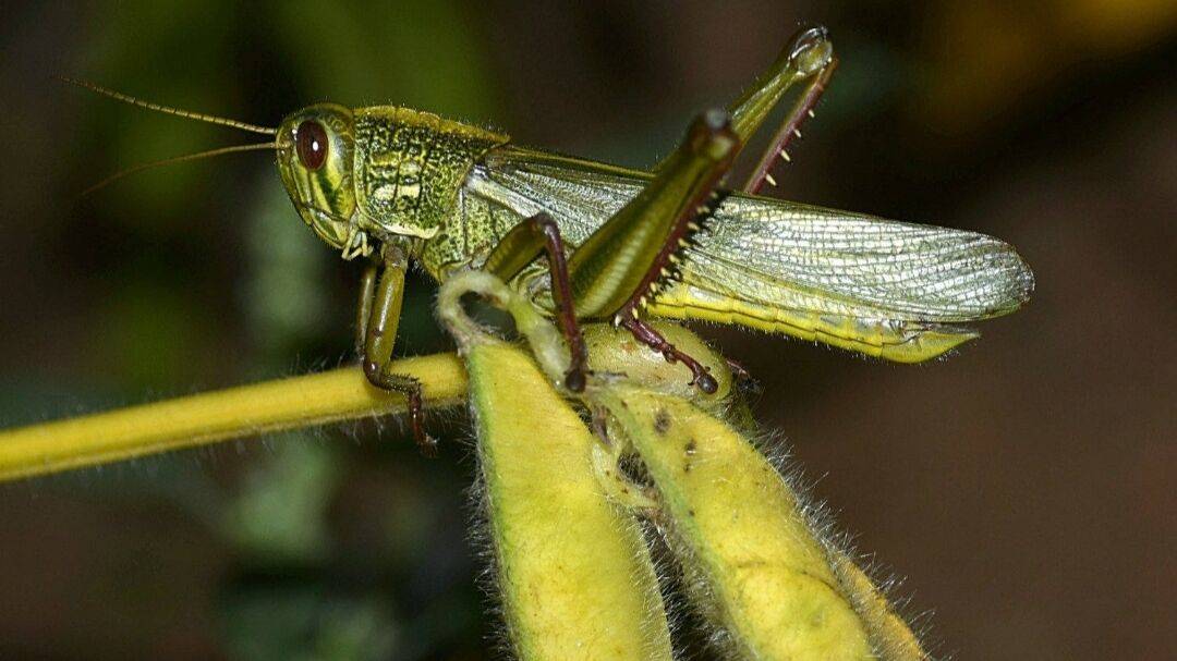 |覆盖面积高达330000平方公里的蝗虫群，怎么就突然消失了呢？