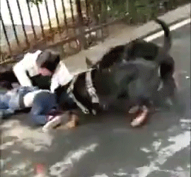 奔波儿灞与灞波儿奔|88岁老人被绊倒摔死，为啥全网都在骂那个12岁的小女孩？