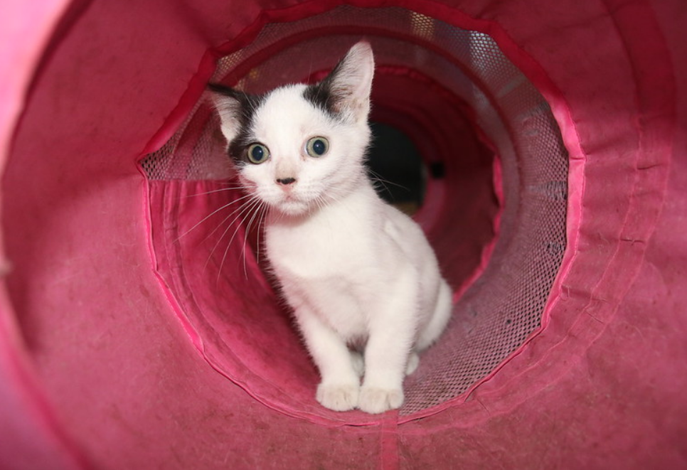 胆小的猫咪如何玩？4样东西轻松让它玩个够，可别让它“上瘾”哦