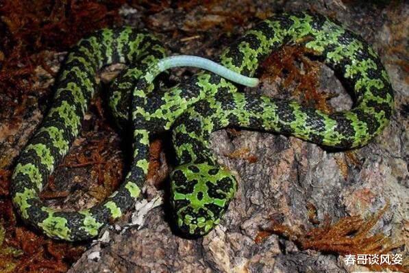 「国家」世界上最稀有的六种蛇,第二种价值500万人民币,贝爷不敢惹