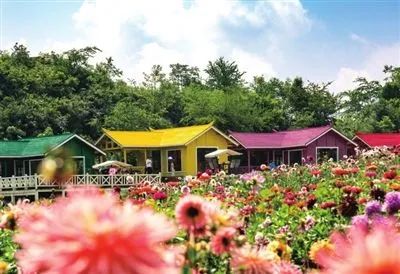 「狐狸」惊艳全世界！贵州百里杜鹃花开成海：9类人免票