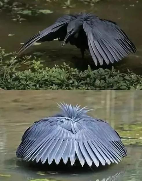 『』不开玩笑!林子大了,还真是什么鸟都有!