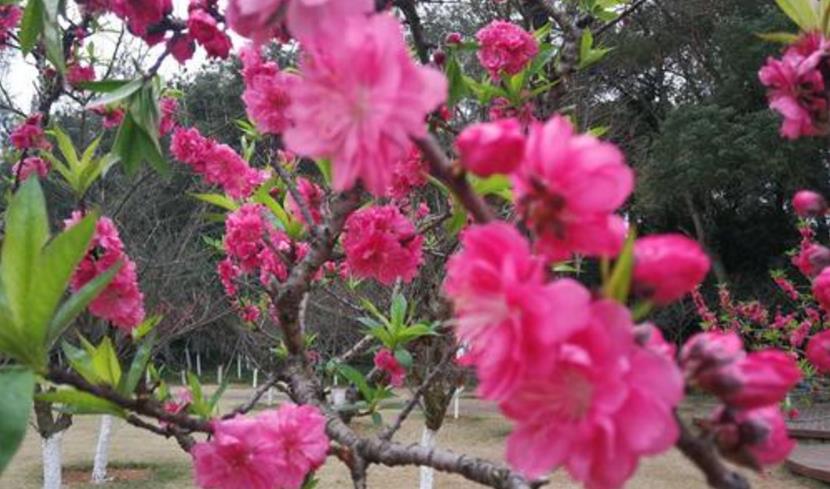 「生肖」6月26号，运势旺盛的3个生肖，事业提升，财运大为好转