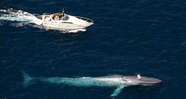 辽宁舰|辽宁舰魅力有多大？大批鲨鱼不顾性命尾随其后，真实原因令人揪心