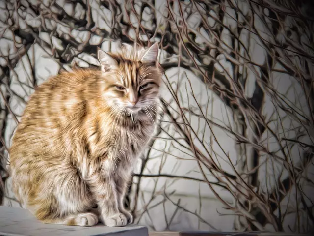 喵星人没有大姨妈，那如何完成女大十八变呢？