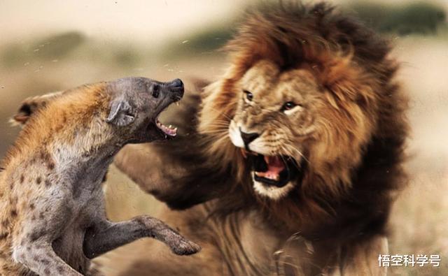 『狮子』母狮一生中要经历多少次雄狮更替与丧子之痛?