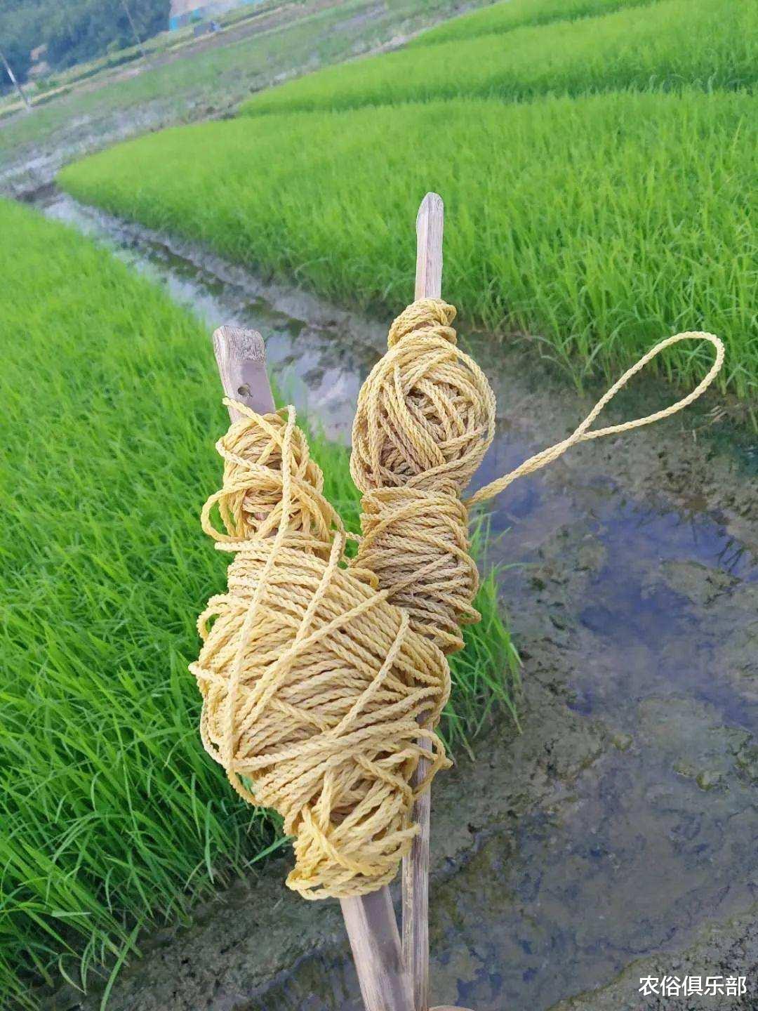 |中国农夫弯腰插秧,缅甸农民则站着插秧,一个更快,一个更轻松