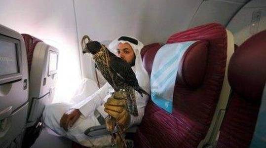 |内蒙古发现“鸟中战斗机”，飞行时速可达390公里，高铁都不及