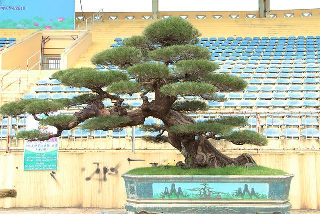 睹图|男子买回棵300年的古树加工成盆景,如今有人出58万不舍得卖