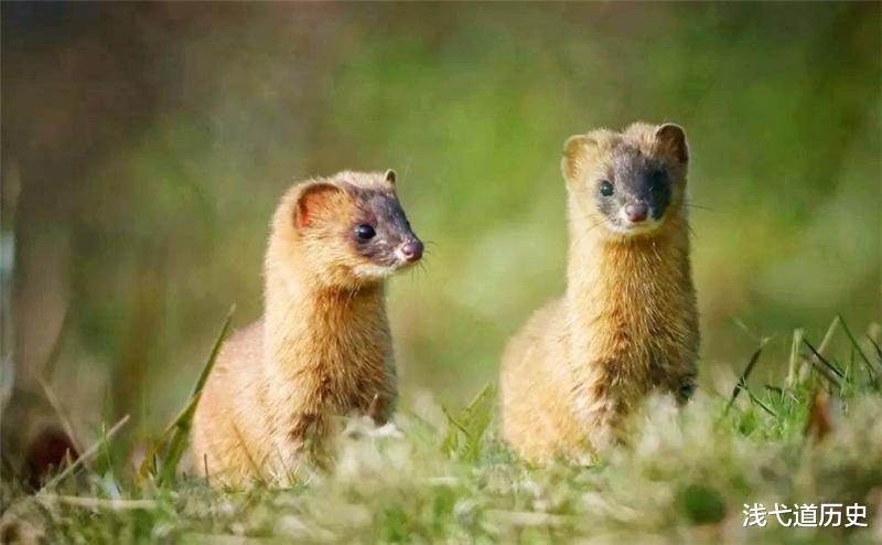 黄鼠狼|为什么“黄鼠狼”不能吃,难道是因为迷信?李时珍曾给出过答案