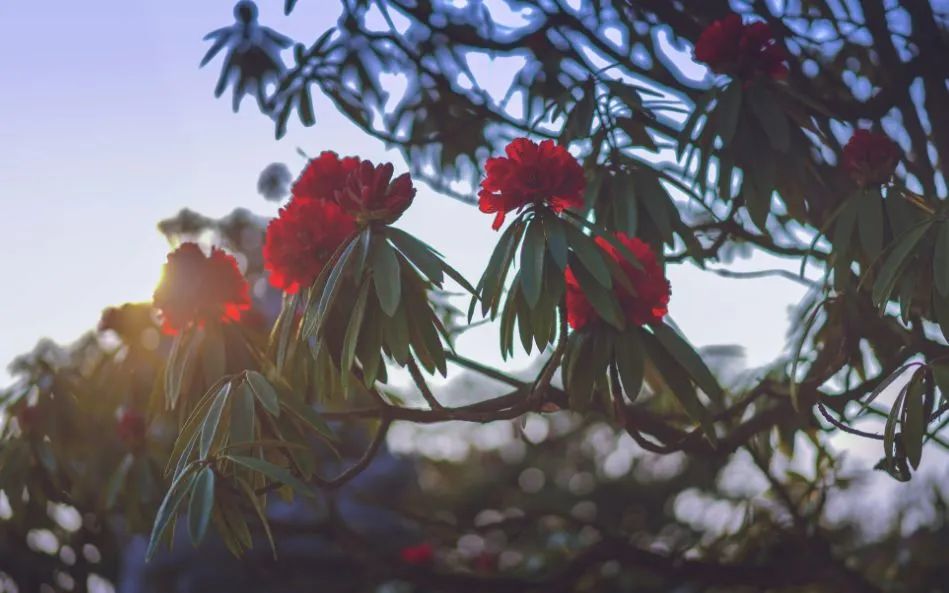 「狐狸」惊艳全世界！贵州百里杜鹃花开成海：9类人免票