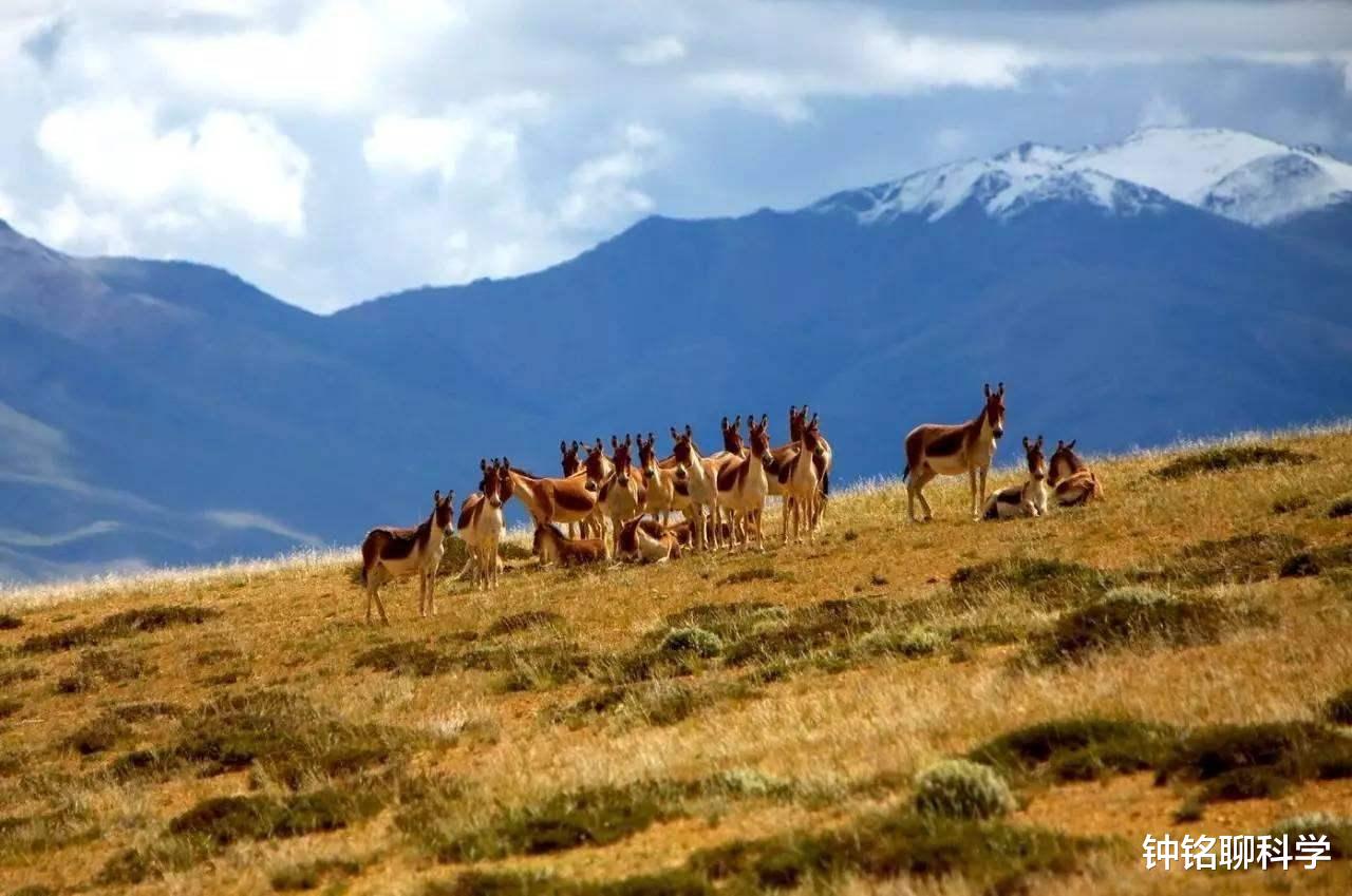 @马岛缟狸：交配时间最长的动物