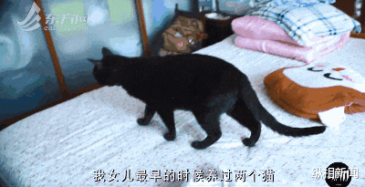 「摆摊」上海杀妻藏尸案凶手今被执行死刑，被害者父母经历的这1200多天