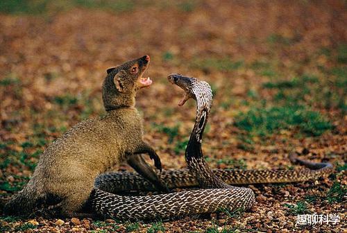毒蛇|蛇獴大战眼镜蛇，眼镜蛇不堪一击被一秒击杀，不愧是毒蛇克星