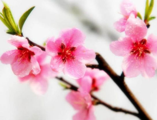 [巨蟹座]?“先苦后甜”的三种生肖女，早年很努力，晚年却很享福