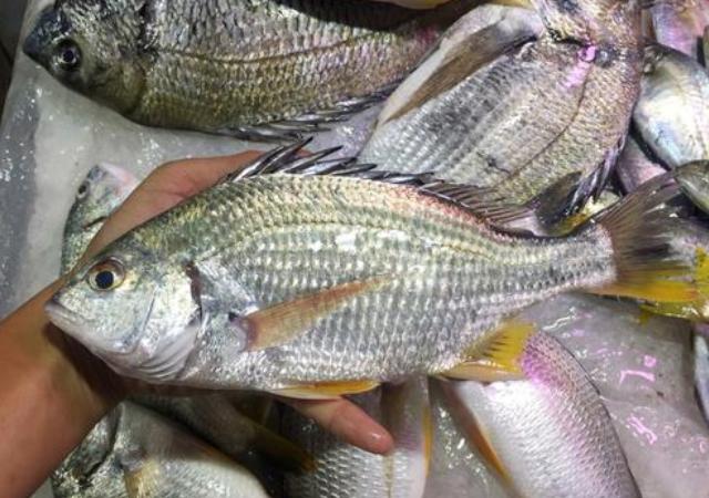 海鱼|买海鱼，直接奔着这5种买，肉多刺少营养高，就算贵点也要舍得！