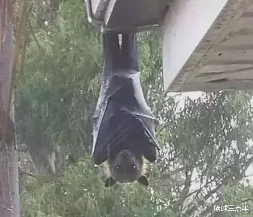 「蟒蛇」澳大利亚真是神奇的地方, 随处可见奇怪又巨大的生物, 很恐怖!