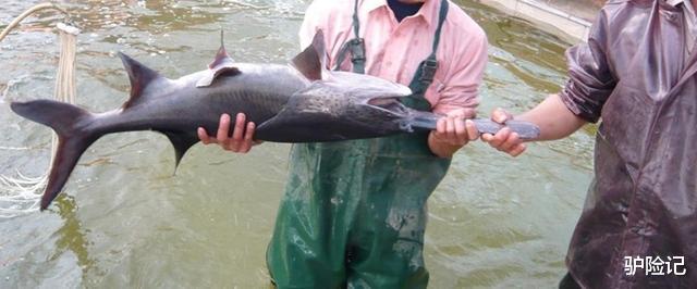 ##外国大受欢迎的鸭嘴鱼，一年产卵600万粒，中国吃货却不敢碰它