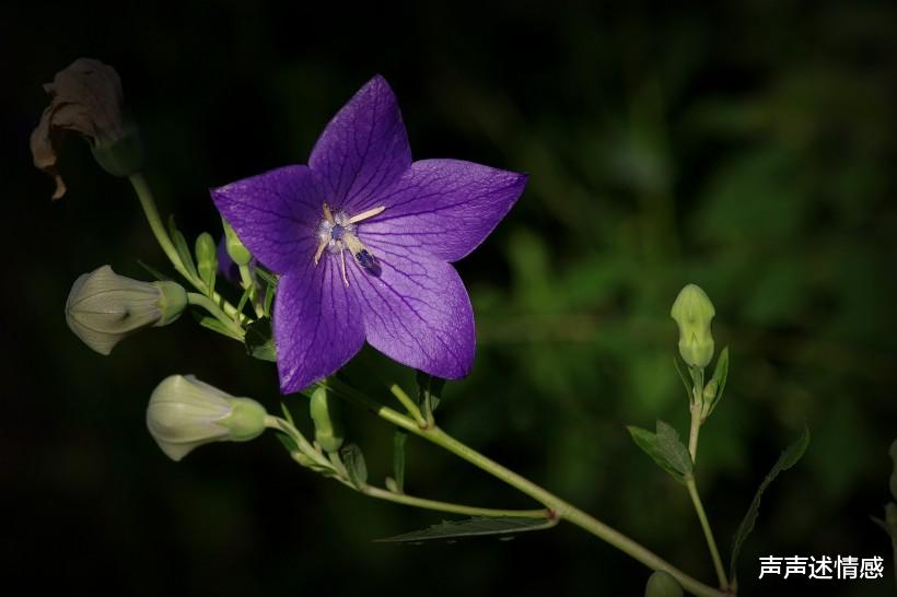 生肖@红鸾星动，情缘美满！4大生肖在7月末将良缘驾到，牵手挚爱