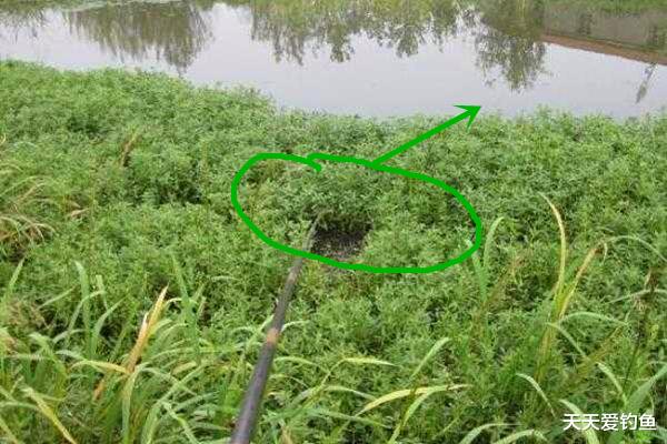 面粉|夏季草洞钓大板鲫,竖漂钓组是这样玩的,钓鱼老手都懂得!