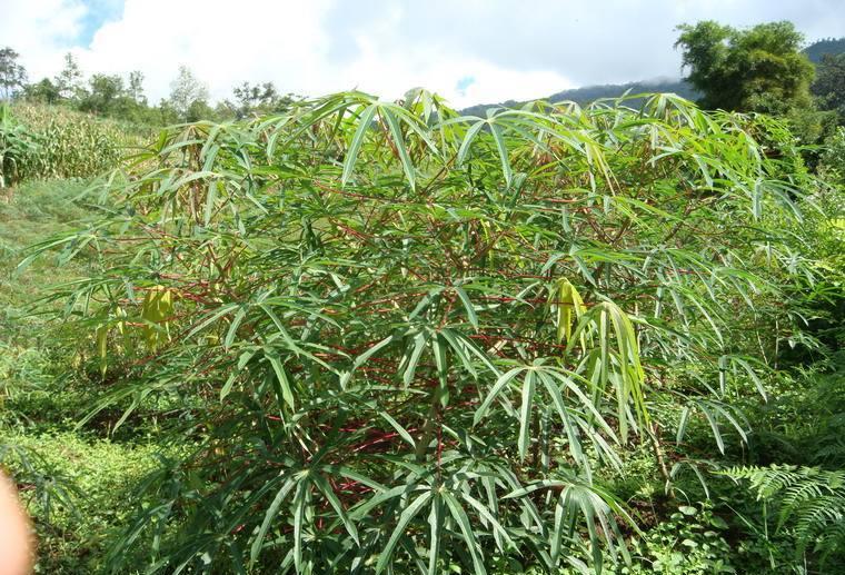 珍珠奶茶|这东西，美味无比却身含毒素，国人还在大量食用，建议收藏！