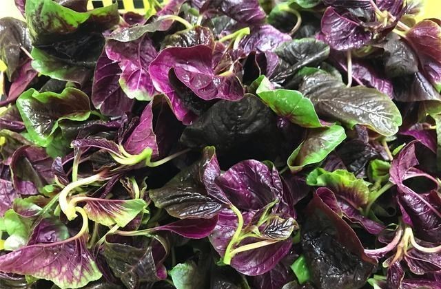 『苋菜』端午前后这菜正当季，2块钱1把，简单一煮，营养赛鸡蛋，老少皆宜