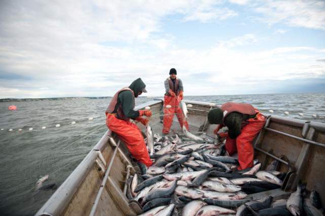 |美国农民是怎么捕鱼的？设下天罗地网，大鱼插翅难逃