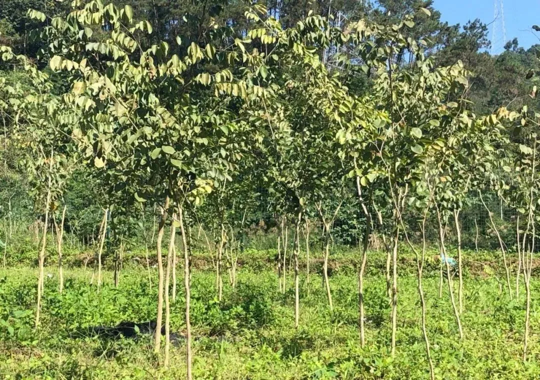 #红酸枝#一起来谈\檀\——交趾黄檀(大红酸枝)