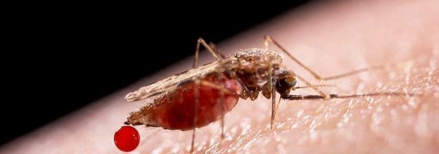 :为什么说“蚊子”咬人的时候最好别拍死它?这到底是真是假