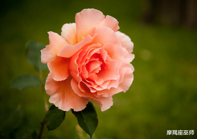 生肖|11月，牵肠挂肚，忘不掉旧爱，耿耿于怀付出行动，迎来爱情春天