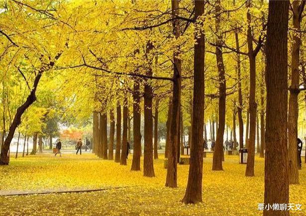 濒危物种@满大街的银杏，为何濒危程度比大熊猫还要高？