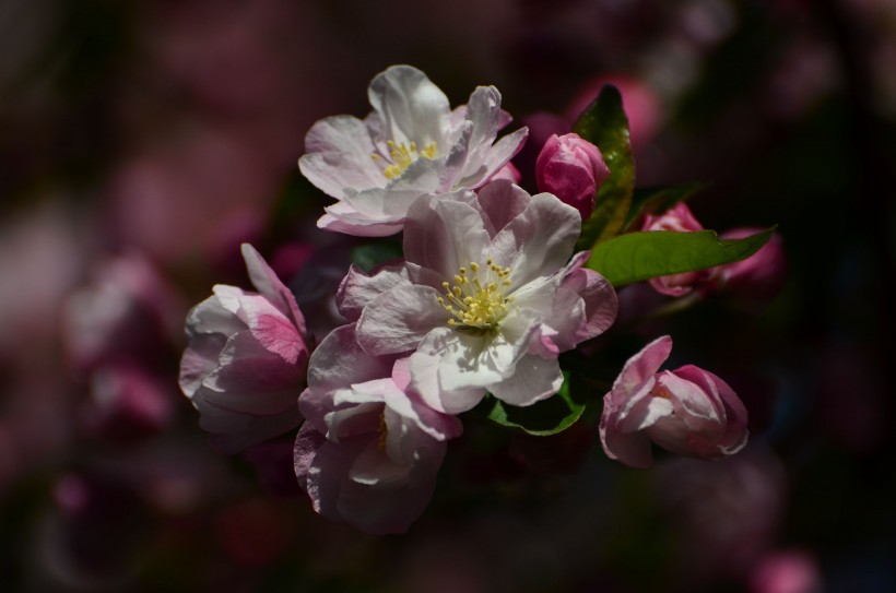 「生肖」千里姻缘一线牵,4生肖7月份桃花运极旺,很有可能脱单!