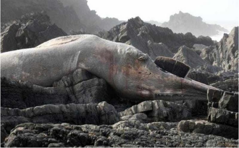 @这些被大海冲上岸的未知生物, 最后一个好像恶魔