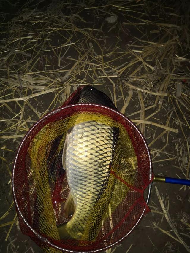 鲤鱼|夏季用这三招钓鲤鱼，连竿狂拔停不下来