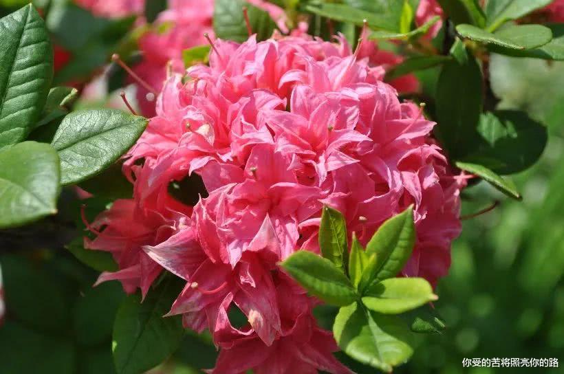 「生肖」未来六个月喜事连连，横财必发，贵人相帮，事业一飞冲天的四属相生肖