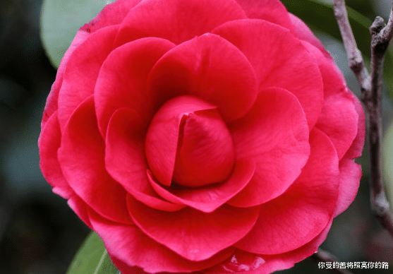 摩羯座|8月底贵人相助，4属相事业突飞猛进，横财天降，好运连连