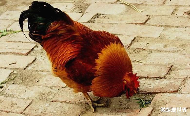 #五毒#为什么蜈蚣身为“五毒”之一，却拿公鸡没辙？看完让人不服不行