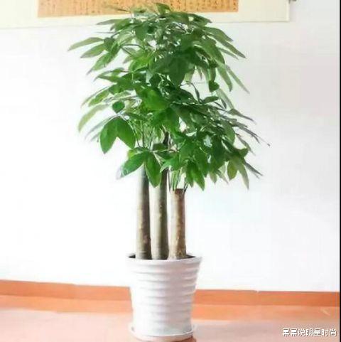 客厅不能乱养“花”，这种花被称为“破财花”，现在才知道！