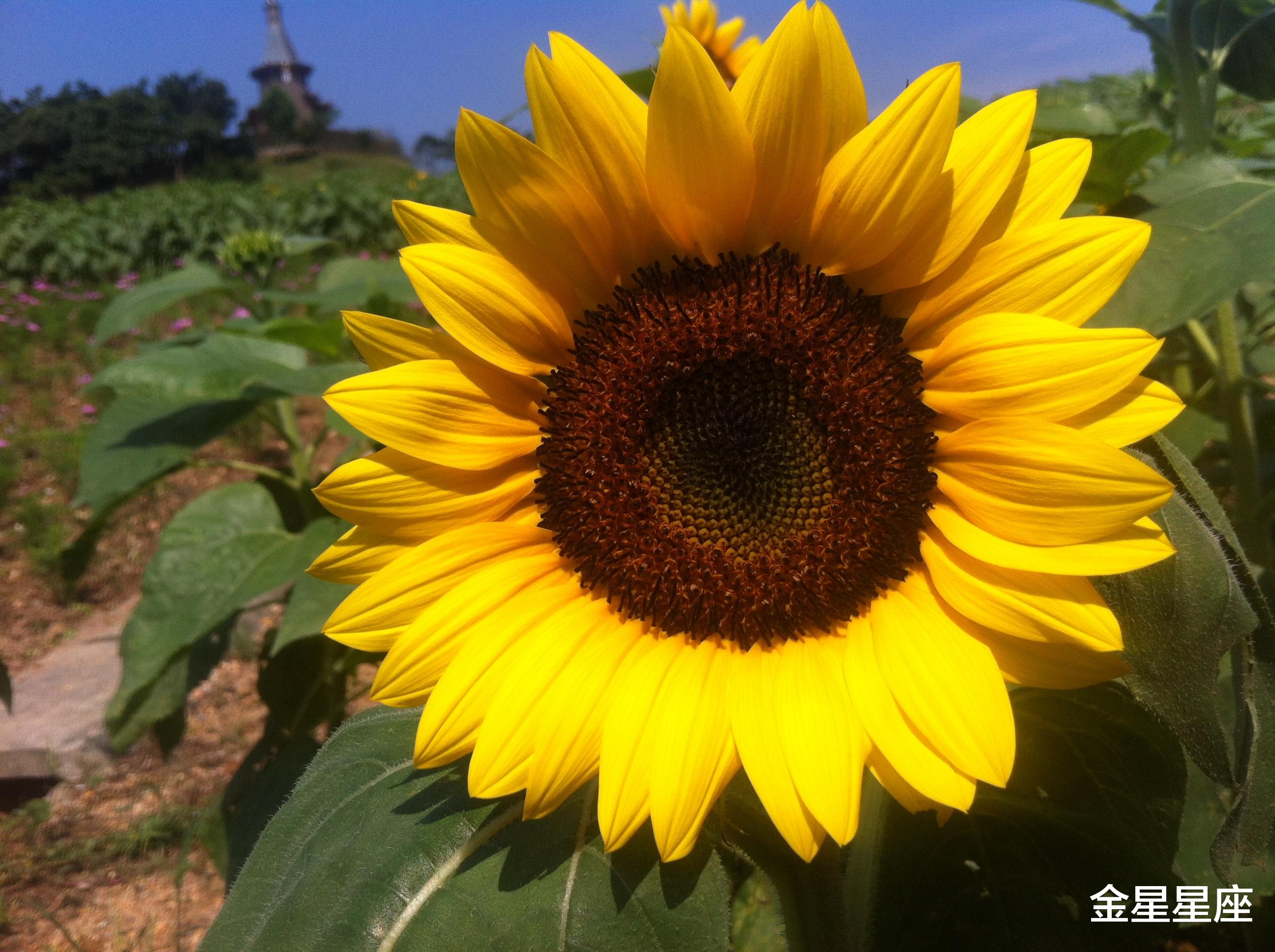 生肖@6月21号，好事临门，3方贵人来的生肖，赚钱到手软