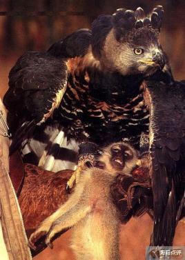 金雕|世界猛禽战力排行榜，谁才是猛禽界的天空霸主？
