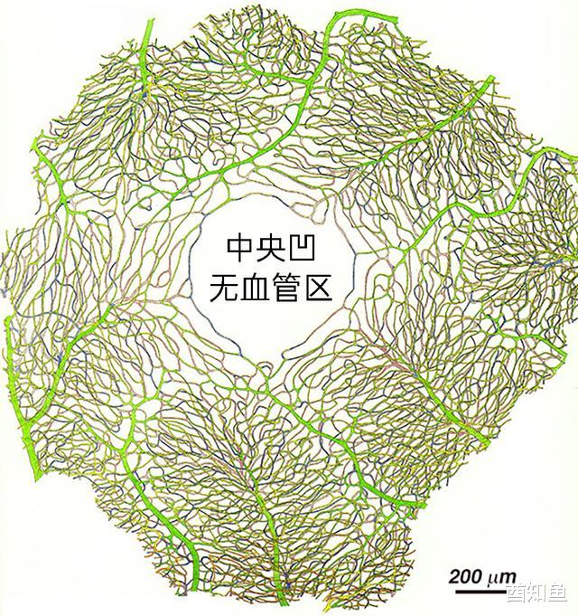 人的视力在动物界什么水平?算是顶尖高手吗?